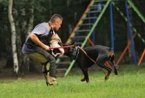 Табір - Dogiss planet Категорії