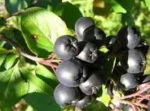 Лікування грибка нігтів на руках листям горобини, ЛІКУВАННЯ НІГТІВ грибка
