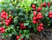 Лікувальні властивості ягід та листя брусниці лікувальні