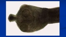 представники