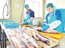 Лосось «голосує» за цивілізований вилов, люди – за доступну рибу, Газета Тихоокеанська зірка люди