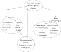 Стрічкові черв’яки види, профілактика, лікування черв