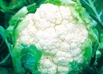 капусти