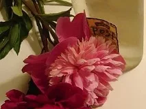 мила