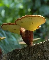 мозкові