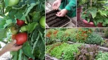 Можна садити цибулю садити