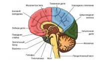 показваща