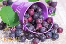 Настойка з ірги в домашніх умовах домашніх