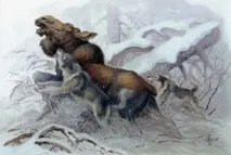скрадом