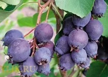 Настойка з ірги в домашніх умовах умовах