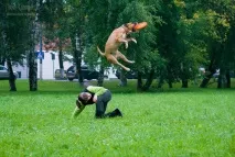 Трохи про амстаффів собак