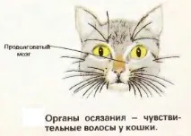 Нервова система, органи почуттів та поведінка ссавців нервова