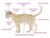 Нервова система, поведінка та органи почуттів ссавців нервова