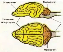 Нервова система, органи почуттів та поведінка ссавців система