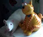 Норма та раціон годування щурів щурів