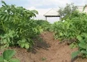 Обробка ґрунту під посадку картоплі - Популярне про здоров’я здоров