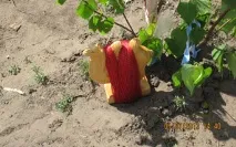 Обрядові дії на шанарі - Шамани Бурятії його