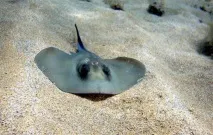 Небезпечні для людини «жителі» Чорного моря скорпени