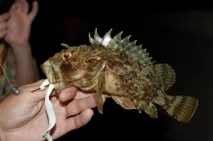 Небезпечні для людини «жителі» Чорного моря моря