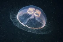 Небезпечні для людини «жителі» Чорного моря чорного