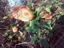 Про користь грибів грибів