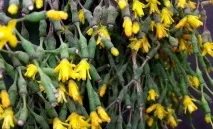 Основні моменти догляду за хатіорою Квіти в будинку (Садиба) основні