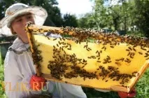 Особливості бджільництва в Башкирії особливості