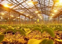Освітлення теплиць із полікарбонату, монтаж тепличних світильників своїми руками інструкція, фото та монтаж