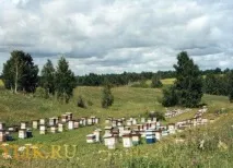 Особливості бджільництва в Башкирії бджільництва