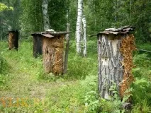 Особливості бджільництва в Башкирії особливості