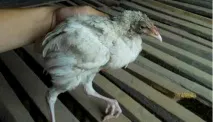 Чому курчата падають на ноги, у чому це проявляється курчата