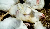 Чому курчата падають на ноги, у чому це проявляється падають
