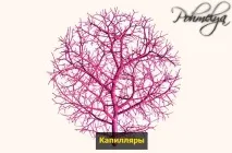 Чому червоніє обличчя від алкоголю може