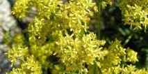 Олія усьми з листя або насіння - опис, склад, цілюща дія та ціна усьми