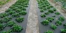 полуниці