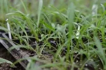 Посів гацанія на розсаду посів