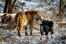 Правильна телепрограма на новорічні свята - новини життя новини