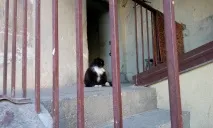 центрі