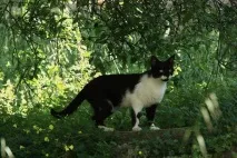 Психотипи котів - Ярпортал, форум Ярославля котів