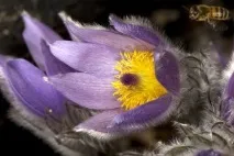 Простріл фіолетовий (Сон-трава) (Pulsatilla vulgaris) фіолетовий