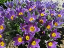 Простріл фіолетовий (Сон-трава) (Pulsatilla vulgaris) простріл