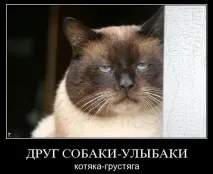 Психотипи котів - Ярпортал, форум Ярославля психотипи