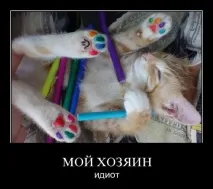 Психотипи котів - Ярпортал, форум Ярославля котів