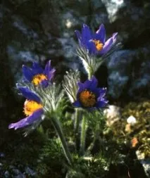 pulsatilla