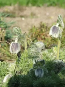 Простріл фіолетовий (Сон-трава) (Pulsatilla vulgaris) pulsatilla