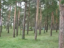 Санаторій Сосновий бір Барнаул, Алтайський край Барнаула