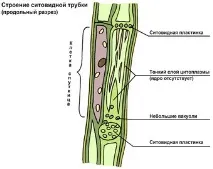 уебсайт