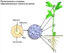 уебсайт