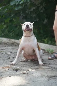 школа