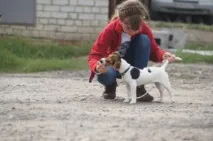 хендлера